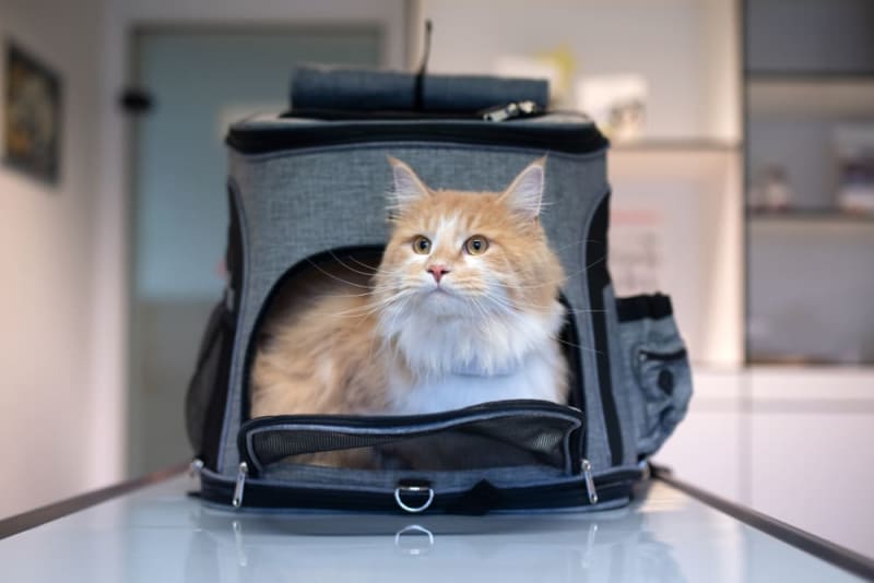 Traveling with Cats: How to Make Trips Stress-Free